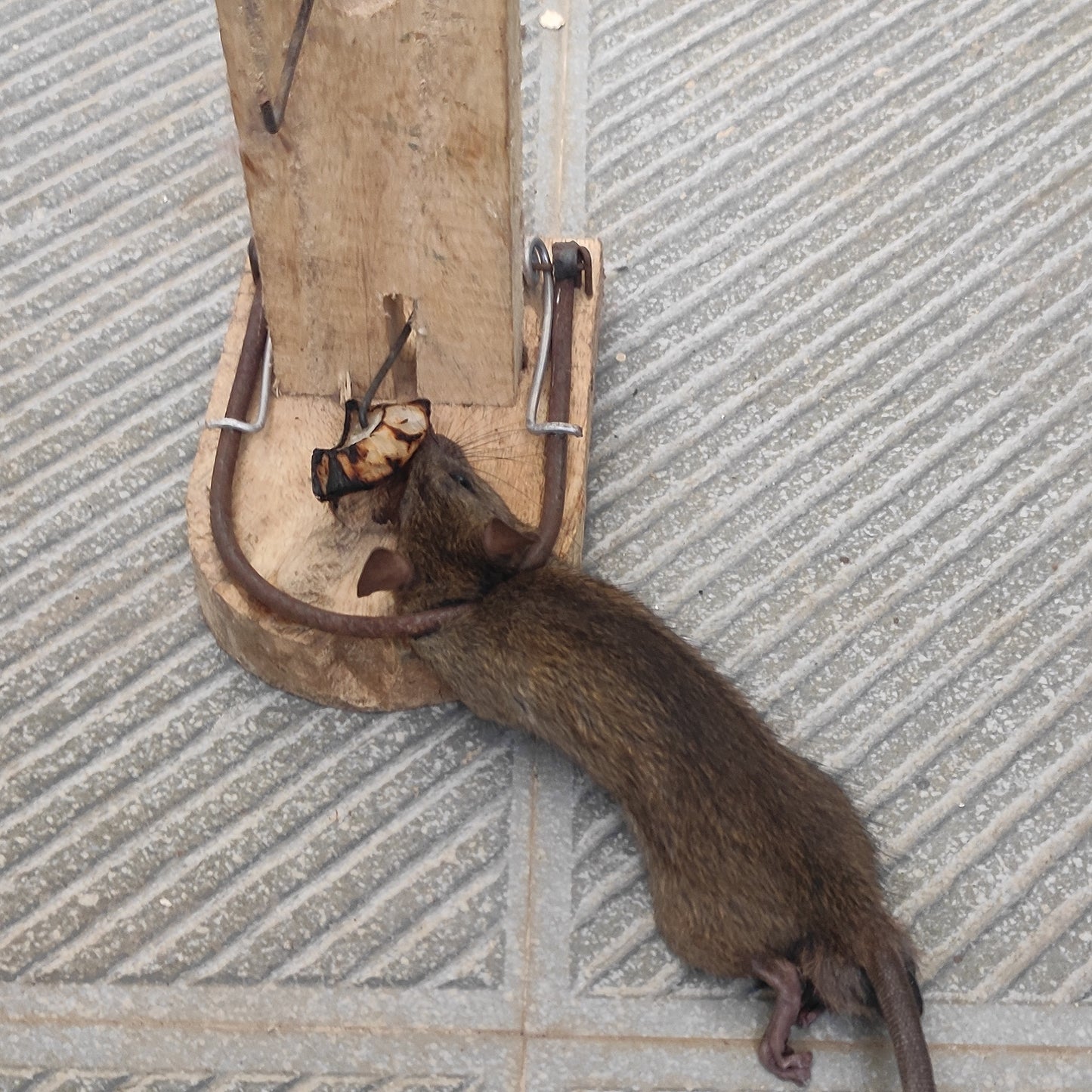 Spring type Auto Wooden Mouse Rat Trap | Mouse Catch
