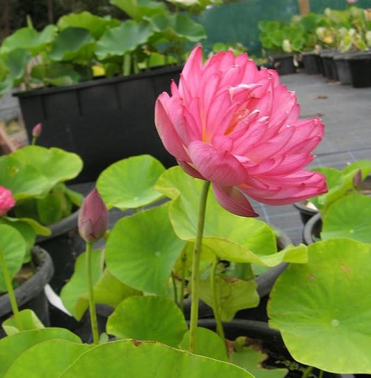 20 Pcs Japanese Bonsai Lotus Seeds – Exotic Aquatic Flower Seeds for Home Garden & Pond – Pack of 1