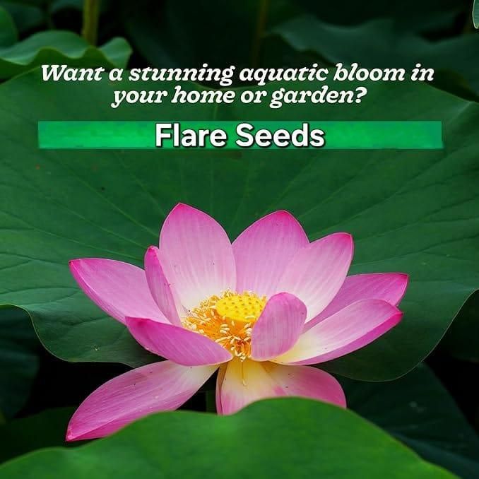 20 Pcs Japanese Bonsai Lotus Seeds – Exotic Aquatic Flower Seeds for Home Garden & Pond – Pack of 1